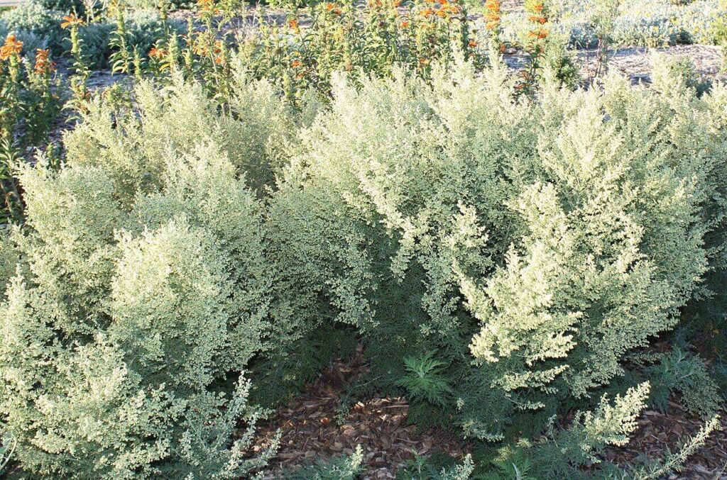 Artemisia afra, a medicinal herb
